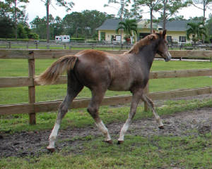 2008Foals/Catchtrottingaway272.jpg