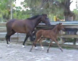 2010Foals/Libby-Trotting-with-Mom.jpg