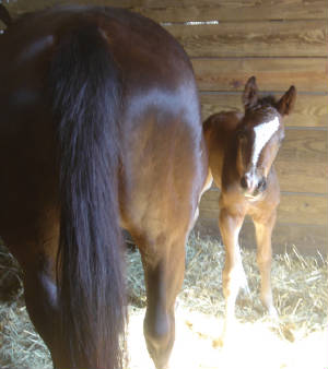2008Foals/CarryOn1dayold.jpg