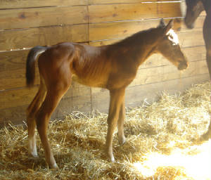 2008Foals/CarryOn1dayold2.jpg
