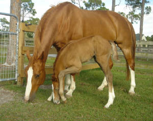 2008Foals/Just-like-Mom-2.jpg