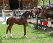 2009-Foals/1-2-yr-old-fillies-check-.jpg