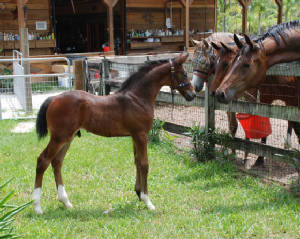 2009-Foals/1-2-yr-old-fillies-check-.jpg