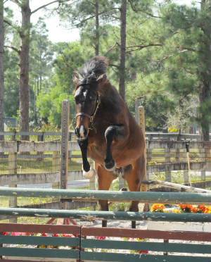 2009-Foals/1BR-Jump-Chute-2_72.jpg