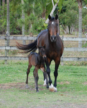 2009-Foals/72-Atti-12-hrs-old-front.jpg