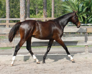 2009-Foals/72-BR-Trot-4.jpg
