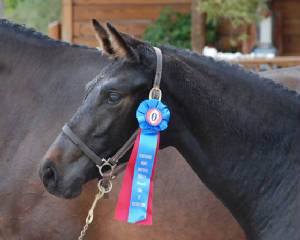 2009-Foals/Atti-head-ribbon-72.jpg