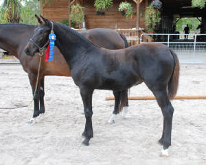 2009-Foals/Atti-winning-Old-GOV-2-72.jpg