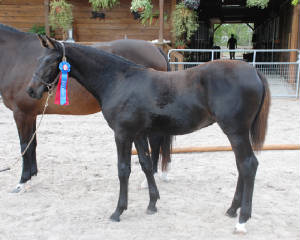 2009-Foals/Atti-winning-Old-GOV-3-72.jpg