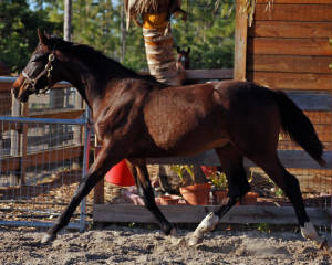 2009-Foals/BR-Trotting-2-72.jpg