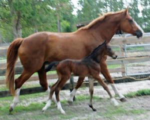 2009-Foals/BR-with-Mom.jpg