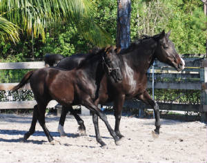 2009-Foals/BinkyGamine-5-cropped72.jpg