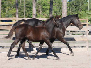 2009-Foals/BinkyGamine-72.jpg