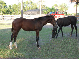 2009-Foals/Lyka-Binky-72.jpg