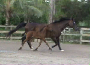 2010Foals/Libby-Big-trot-with-Mom.jpg