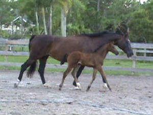 2010Foals/Libby-Small-trot-with-Mom.jpg