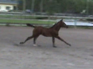 2010Foals/Libby-cantering.jpg
