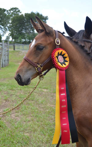 2012Foals/1-Maddie-head-ribbon_72.jpg