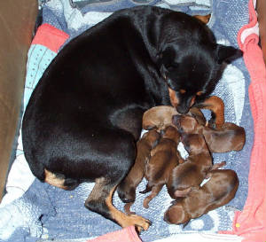 Dogs/Brittanywith6puppiesday1.JPG