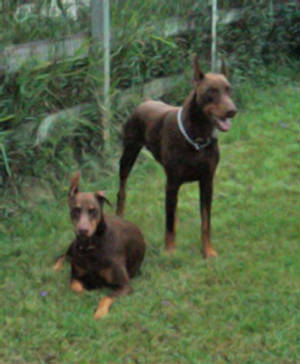 Dogs/Red-Dobes-guarding.jpg